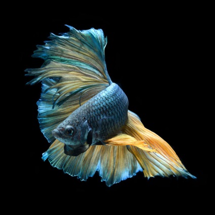 Frumusețea și eleganța a 15 fotografii uimitoare ale peștilor de acvariu