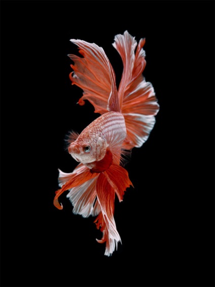 Frumusețea și eleganța a 15 fotografii uimitoare ale peștilor de acvariu