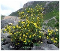 Kuril tea (cserje bokrok)