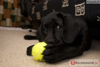 Labrador retriever - 