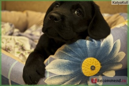 Labrador retriever - 