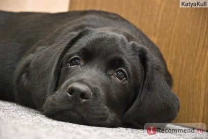 Labrador retriever - 