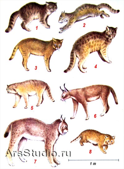 Pisica de pisică de stepă pisică de pisică pisică Far Eastern pisică manul Karakal lynx barchanny pisică
