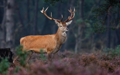 Descrierea animalelor, fotografiilor și filmelor de la cerb