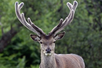 Descrierea animalelor, fotografiilor și filmelor de la cerb