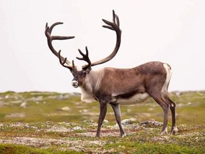 Descrierea animalelor, fotografiilor și filmelor de la cerb