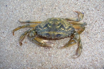 Crab de pescuit