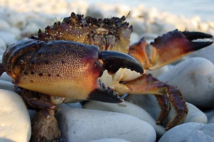 Crab de pescuit