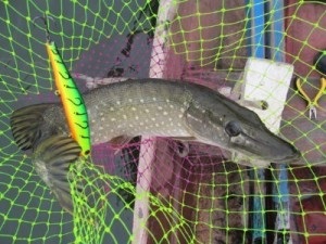 Pike de pescuit în toamnă pentru filare