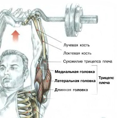 Cele mai bune exerciții pe triceps extensor mâinile pe capul lateral pentru femeile de pe bloc