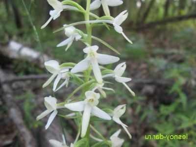Lyubka orhidee cu două frunze lyubka și proprietățile sale medicinale valoroase plante medicinale