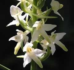 Lyubka orhidee cu două frunze lyubka și proprietățile sale medicinale valoroase plante medicinale
