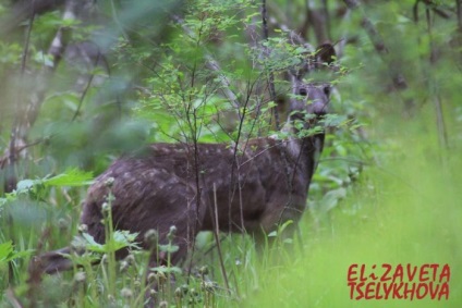 Un cerb mic de o taiga mare