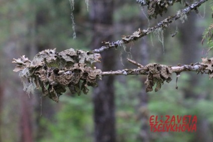 Un cerb mic de o taiga mare