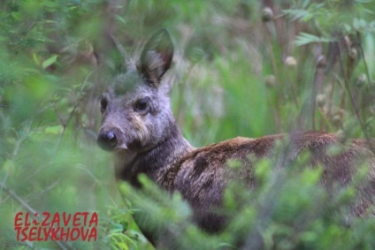 Un cerb mic de o taiga mare