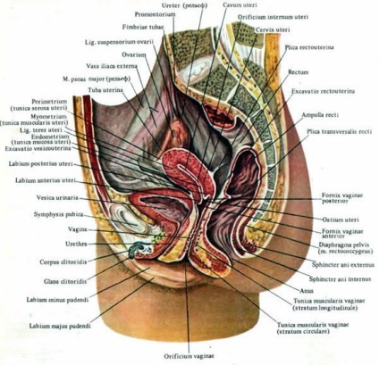 Micul bazin al structurii unei femei - pelvisul unui bărbat, totul pentru o doamnă