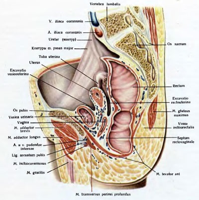 Micul bazin al structurii unei femei - pelvisul unui bărbat, totul pentru o doamnă