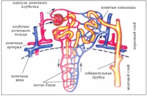 Diuretice pentru prepararea edemelor picioarelor, ierburi, taxe