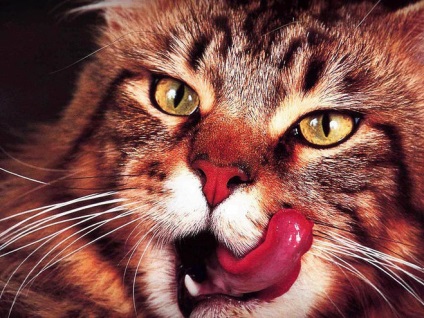 Este posibilă hrănirea pisicii cu borsch?