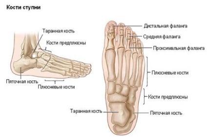 Corn și porumb - informații generale - portal medical eurolab