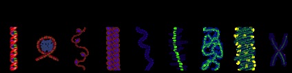 Organizarea supramoleculară a cromozomilor
