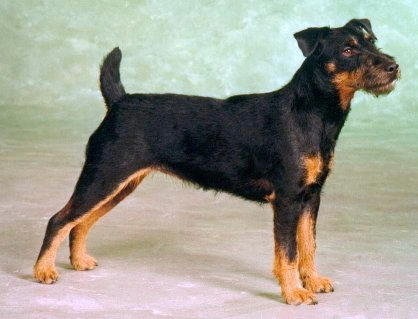Terrier german de vânătoare (german yaggter terrier) fotografie câine, cumpăra, video, preț