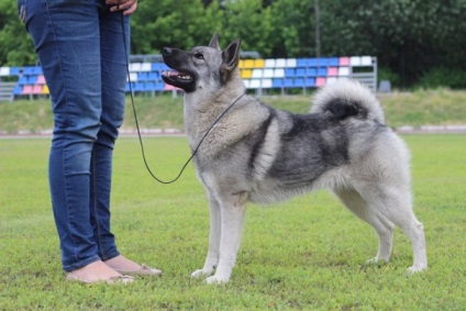 Norvég Elkhund, Nizhny Novgorod portál kutyák rendezvényeiről