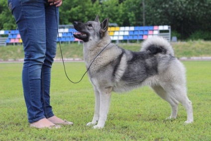 Norvegianul Elkhund, portalul de evenimente canine din Nijni Novgorod