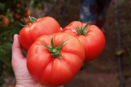 Noi soiuri dovedite de legume