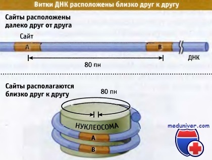 Nucleozomul ca unitate structurală a cromozomului