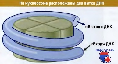 Нуклеозома като структурен елемент на хромозома