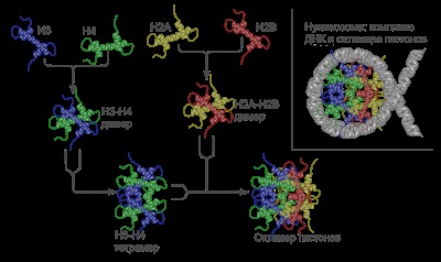 Nucleozomii sunt