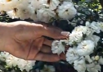 Tăierea unui trandafir curat ca o modalitate de a păstra forma unui tufiș