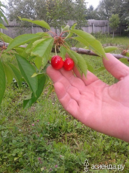 Castraveții cresc în grădină, înseamnă că totul va fi bine