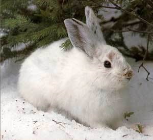 În jurul lumii 2 clasa de ce veverița și iepurele schimba culoarea de lână pentru iarnă