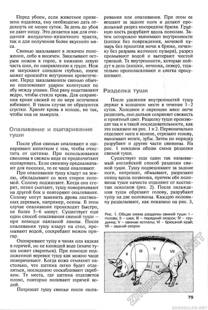 Обпалення і ошпаріваніе туші оброблення туші - зроби сам (знання) 2004-03, сторінка 81