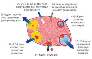 Caracteristicile procesului de fertilizare a ovocitelor