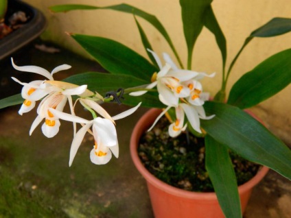 Orchid cologina otthoni ápolás, ültetés és átültetés