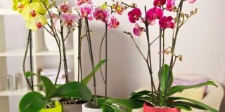 Orchid cologina îngrijire la domiciliu, plantare și transplant