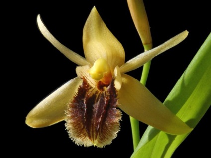 Orchid cologina îngrijire la domiciliu, plantare și transplant
