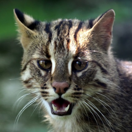 Despre conținutul de dlc la domiciliu, casă de bengal pisici sălbatice rusia