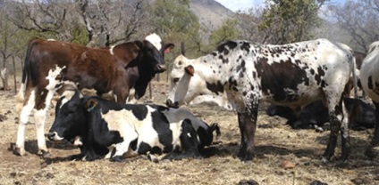 Conserve de carne pentru carne Idei de creștere a animalelor