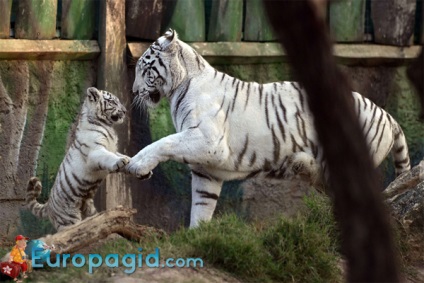 Un loc minunat de relaxat cu o familie sau într-un grup de prieteni - o grădină zoologică din Atena