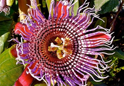 Passionflower (60 fotografii) descriere a plantelor, soiurilor, modurilor de reproducere, plantare și îngrijire, combinare cu