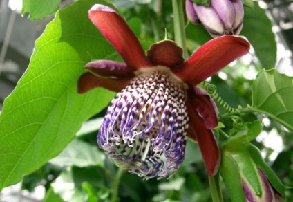 Passionflower (60 fotografii) descriere a plantelor, soiurilor, modurilor de reproducere, plantare și îngrijire, combinare cu