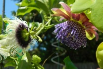 Passionflower (60 fotografii) descriere a plantelor, soiurilor, modurilor de reproducere, plantare și îngrijire, combinare cu