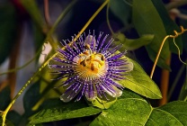 Passionflower (60 fotografii) descriere a plantelor, soiurilor, modurilor de reproducere, plantare și îngrijire, combinare cu