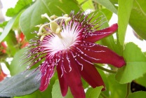 Passionflower (60 fotografii) descriere a plantelor, soiurilor, modurilor de reproducere, plantare și îngrijire, combinare cu