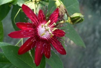 Passionflower (60 fotografii) descriere a plantelor, soiurilor, modurilor de reproducere, plantare și îngrijire, combinare cu