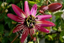 Passionflower (60 fotografii) descriere a plantelor, soiurilor, modurilor de reproducere, plantare și îngrijire, combinare cu